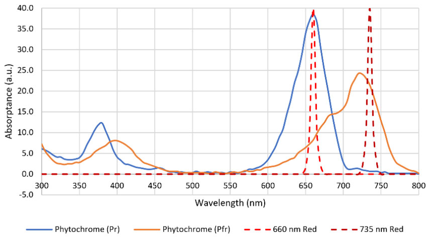 Figure 3. Phytochrome absorption spectra.
