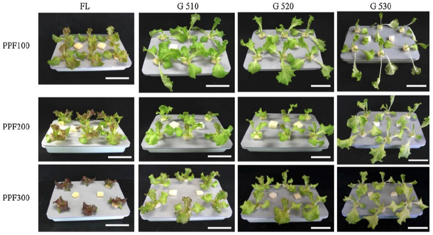 Figure 5. Morphology of red leaf lettuce plants treated with light from a white fluorescent lamp (FL) and green light-emitting diodes (LED). Peak wavelength for each LED was 510 nm (G510), 524 nm (G520), and 532 (G530). Plants were photographed 17 d after sowing. Bars indicate 8 cm. Total photosynthetic photon flux was 100, 200, and 300 μmol·m-2·s-1. (Source: Johkan et al. 2013, Fig. 2).