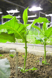 LRC to Develop New Plant Lighting Education Program